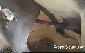 horse porn videos, sexy zoophile babes